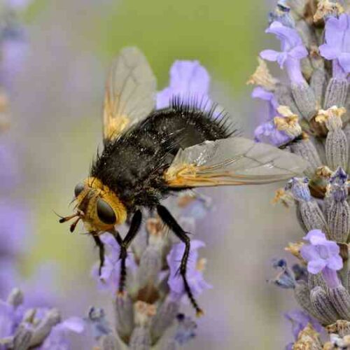 Tachinid Flies